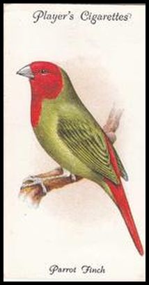 50 Parrot Finch